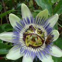 Passiflora caerulea fleur